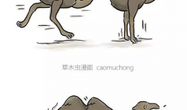 鸵鸟漫画,幽默与智慧的碰撞