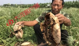 凉山吃瓜网红事件视频,一场网络狂欢背后的真相与反思